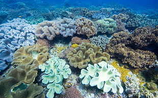 assorted coral reefs HD wallpaper